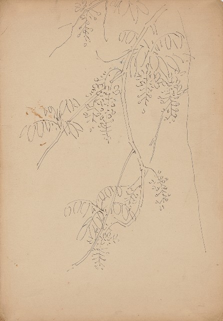 藏品:紫藤花的(1)張圖片