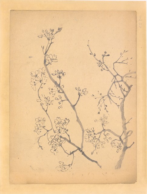 藏品:櫻花的(1)張圖片