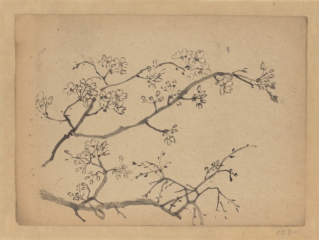 藏品:櫻花的(1)張圖片