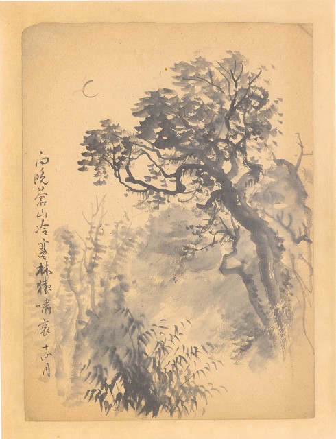 藏品:蒼山寒冷林的(1)張圖片
