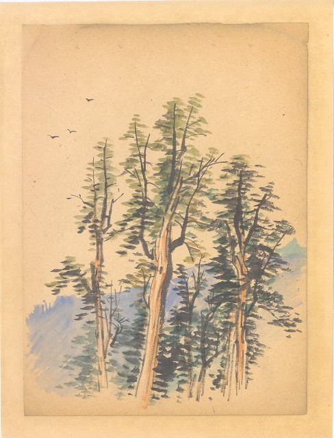 藏品:檜木林的(1)張圖片