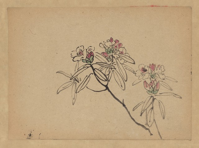 藏品:花(石楠) 的(1)張圖片