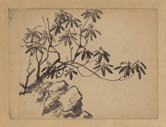 藏品:花(石楠)的(1)張圖片