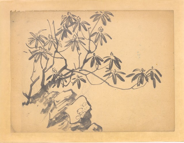 藏品:花(石楠)的(1)張圖片