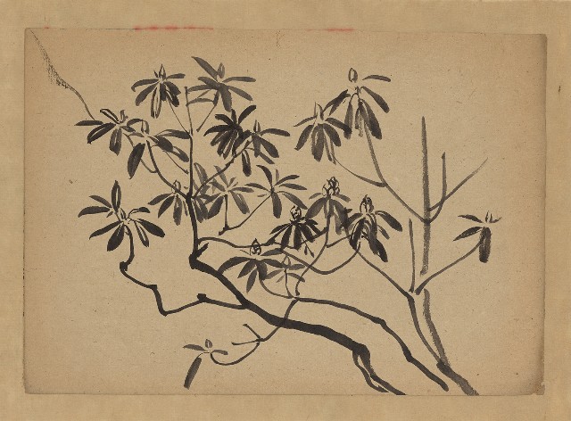 藏品:花(石楠)的(1)張圖片