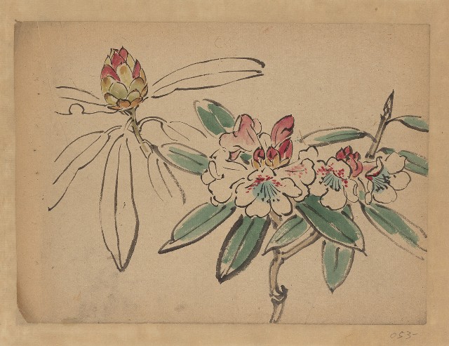 藏品:花的(1)張圖片