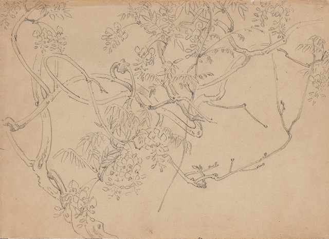 藏品:紫藤花的(1)張圖片