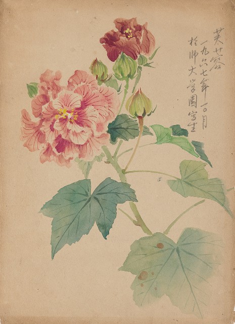 藏品:木芙蓉的(1)張圖片