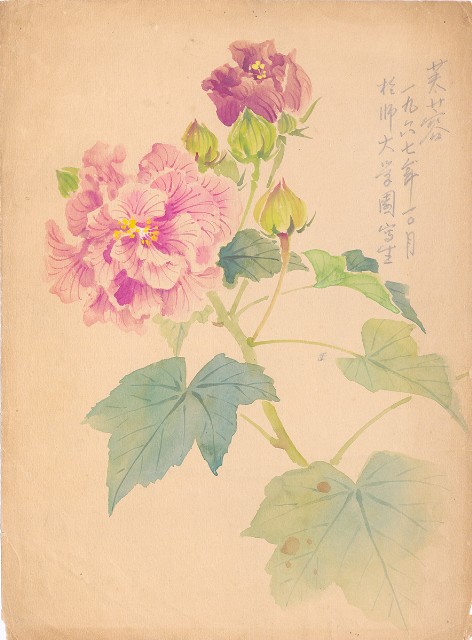 藏品:木芙蓉的(1)張圖片
