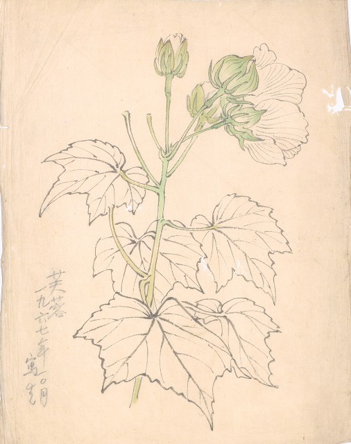藏品:芙蓉的(1)張圖片