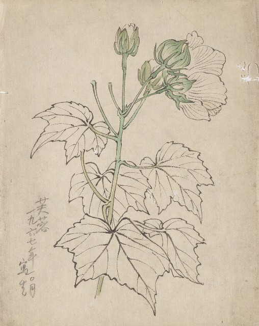 藏品:芙蓉的(1)張圖片