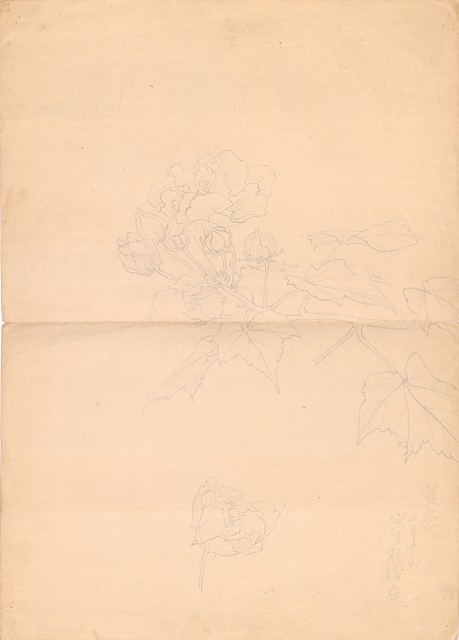 藏品:芙蓉的(1)張圖片