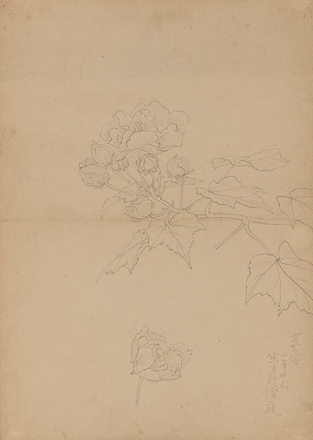 藏品:芙蓉的(1)張圖片