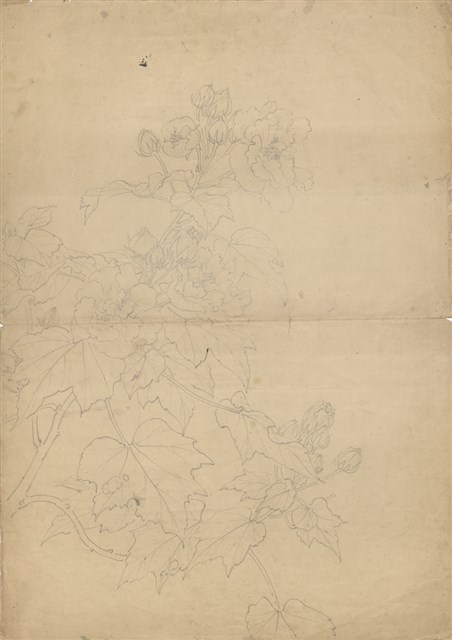 藏品:(1)芙蓉；(2)學生簽名的(1)張圖片