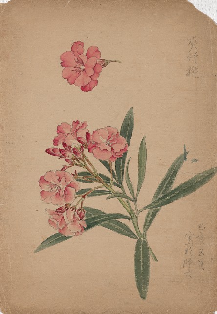 藏品:夾竹桃的(1)張圖片