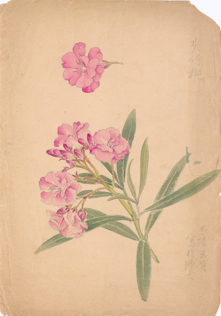 藏品:夾竹桃的(1)張圖片