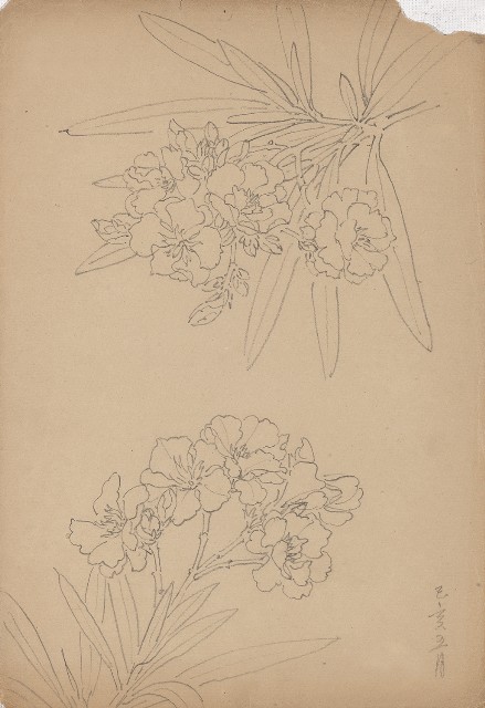 藏品:夾竹桃的(1)張圖片