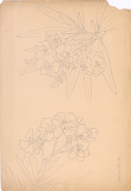 藏品:夾竹桃的(1)張圖片