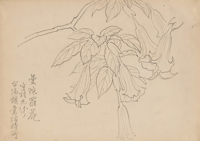藏品:(1)曼陀羅花；(2)荷花枯葉的(1)張圖片