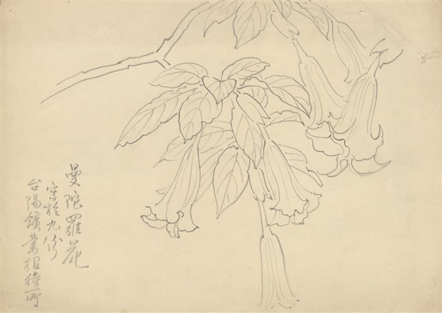 藏品:(1)曼陀羅花；(2)荷花枯葉的(1)張圖片