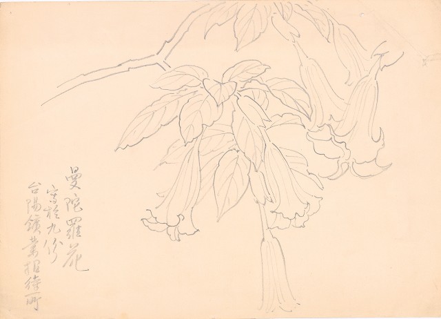 藏品:(1)曼陀羅花；(2)荷花枯葉的(2)張圖片