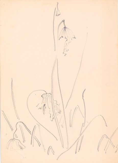 藏品:(1)曼陀羅花；(2)荷花枯葉的(3)張圖片