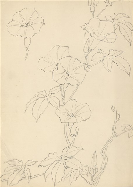 藏品:(1)牽牛花；(2)荷花葉的(1)張圖片