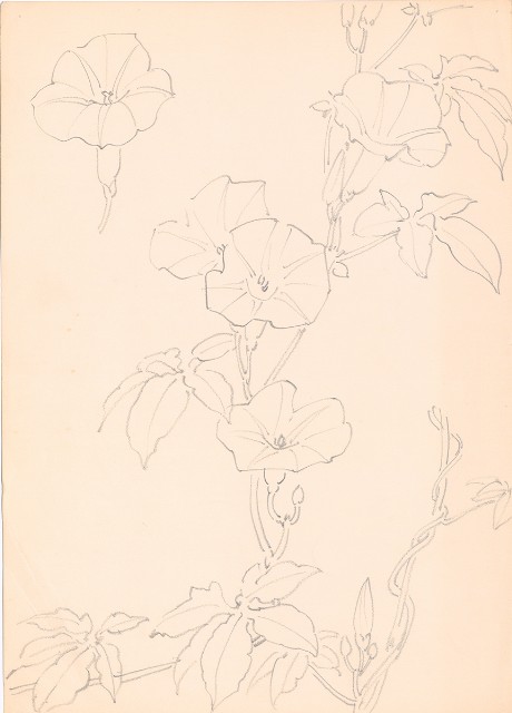 藏品:(1)牽牛花；(2)荷花葉的(2)張圖片