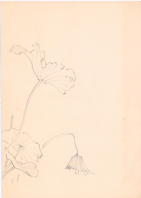 藏品:(1)牽牛花；(2)荷花葉的(3)張圖片