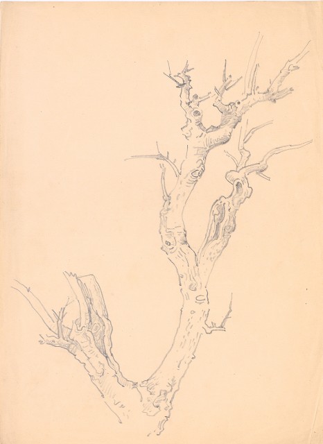 藏品:枯樹幹的(1)張圖片