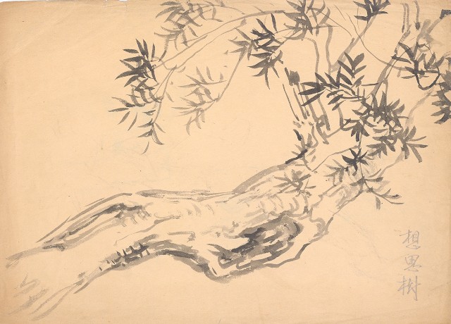 藏品:想思樹的(1)張圖片