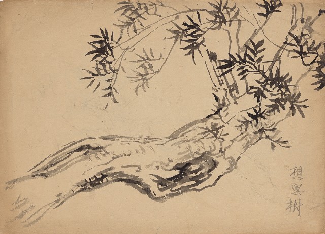 藏品:想思樹的(1)張圖片