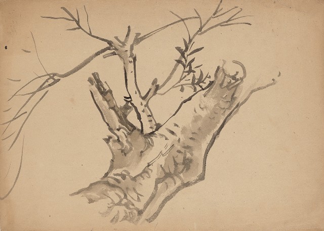 藏品:樹幹的(1)張圖片