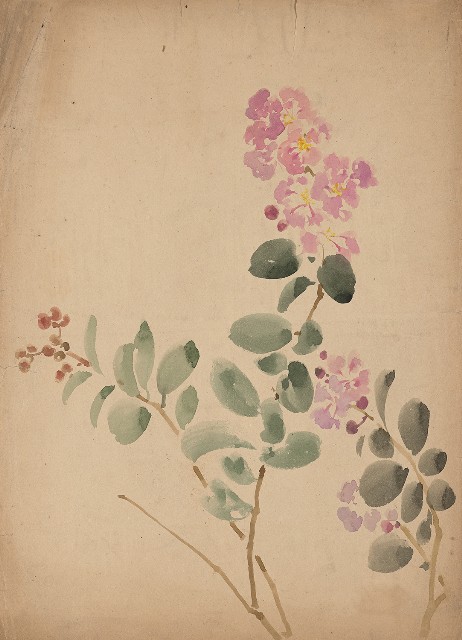 藏品:紫薇花的(1)張圖片