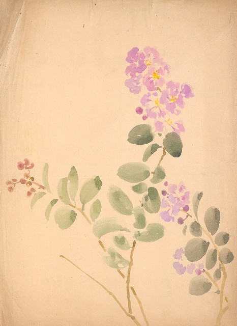 藏品:紫薇花的(1)張圖片