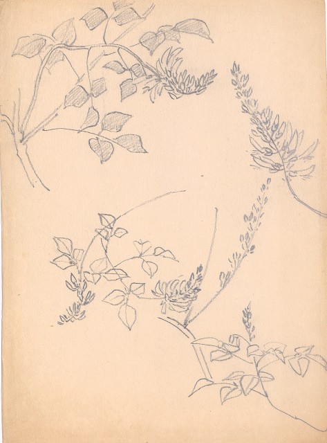 藏品:辣椒花的(1)張圖片