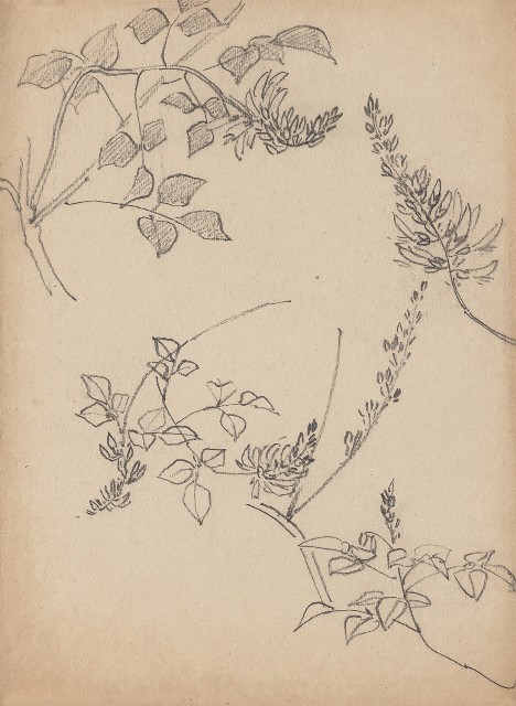 藏品:辣椒花的(1)張圖片