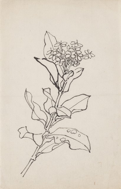 藏品:植物的(1)張圖片