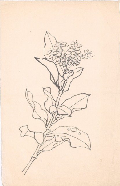 藏品:植物的(1)張圖片