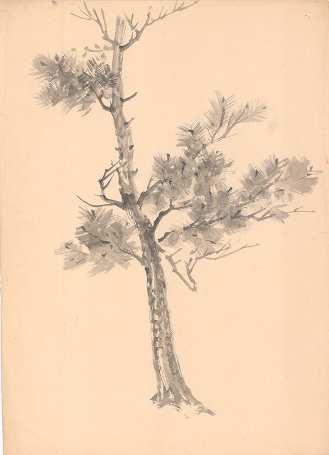 藏品:松樹的(1)張圖片