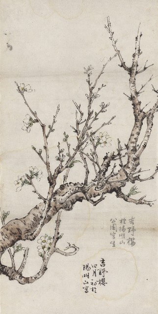 藏品:吉野櫻的(1)張圖片