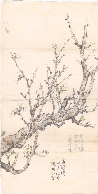 藏品:吉野櫻的(1)張圖片