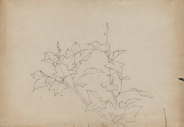 藏品:植物的(1)張圖片