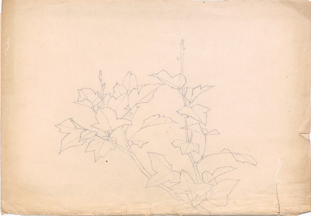 藏品:植物的(1)張圖片