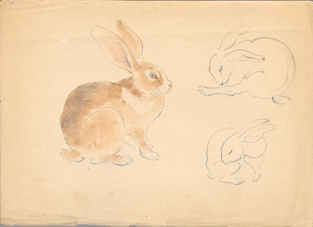 藏品:兔子 的(1)張圖片