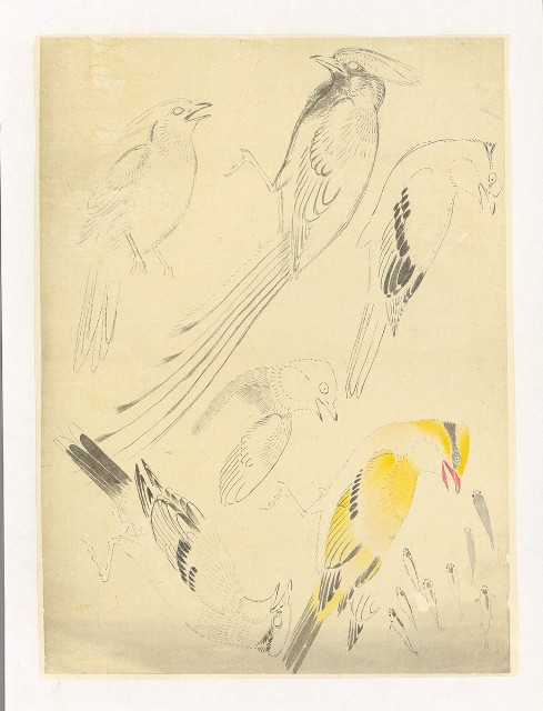 藏品:川端習畫臨稿 (綬帶黃鶯)的(1)張圖片