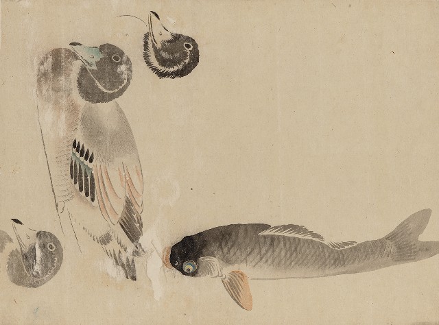藏品:川端習畫臨稿 (鯉魚、綠頭鴨)的(1)張圖片