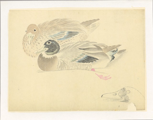 藏品:川端習畫臨稿 (一對綠頭鴨)的(1)張圖片