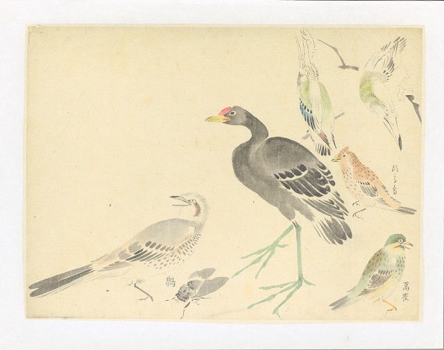 藏品:川端習畫臨稿 (秧雞蒿雀等)的(1)張圖片