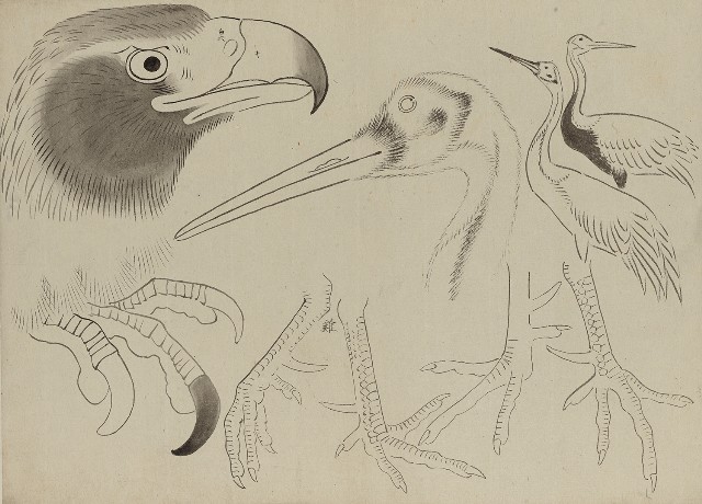 藏品:川端習畫臨稿 (鷹、鶴)的(1)張圖片